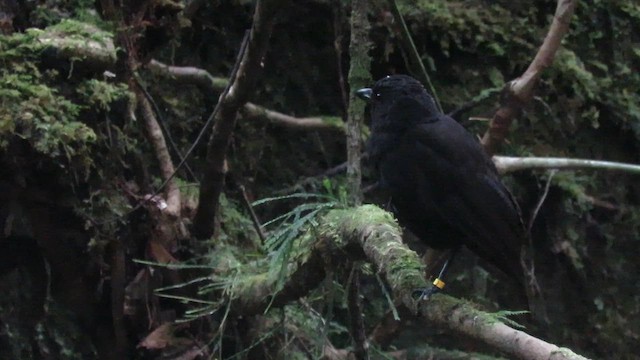 Борнейская синяя птица - ML610125597