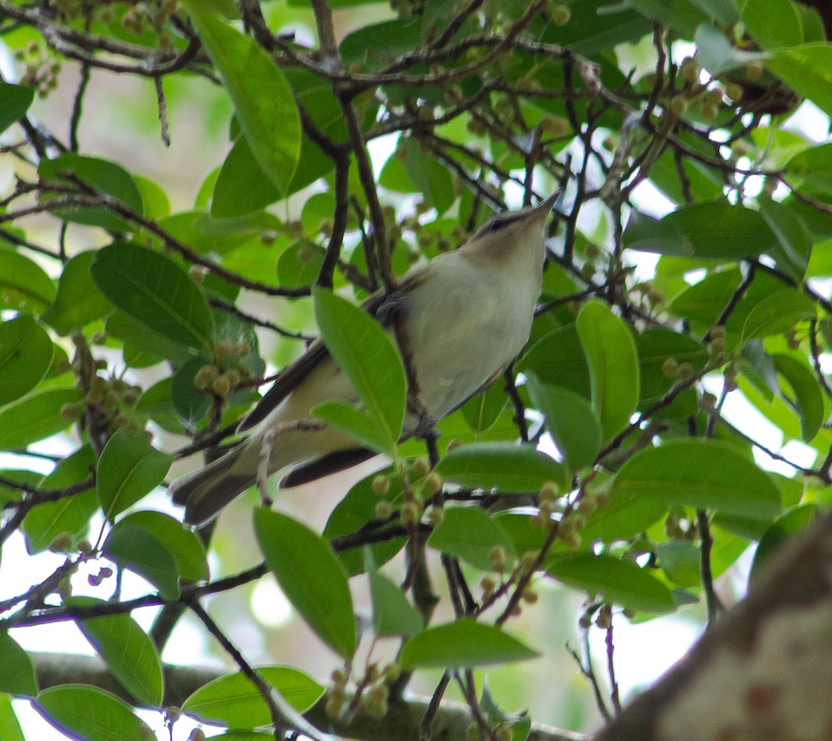 Red-eyed/Chivi Vireo - ML610125713