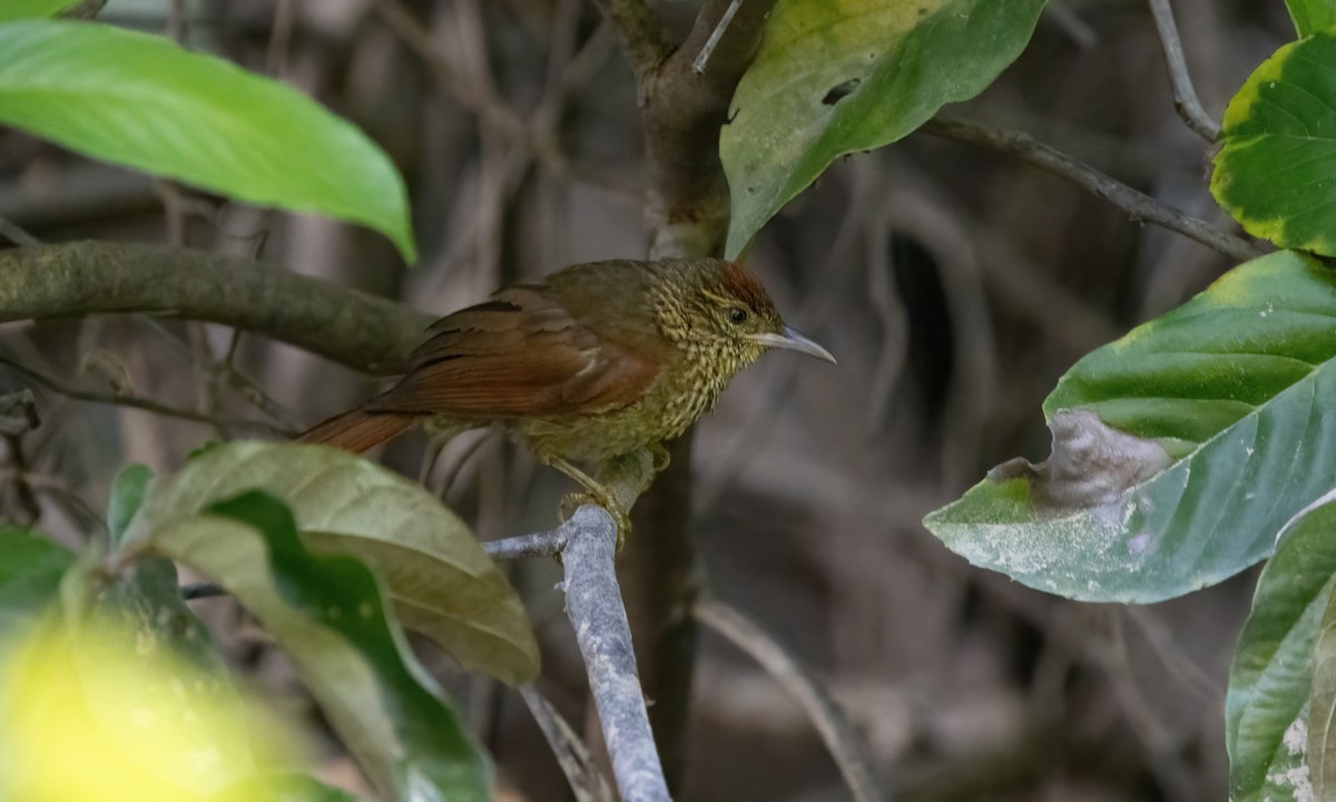 Speckled Spinetail - ML610125768