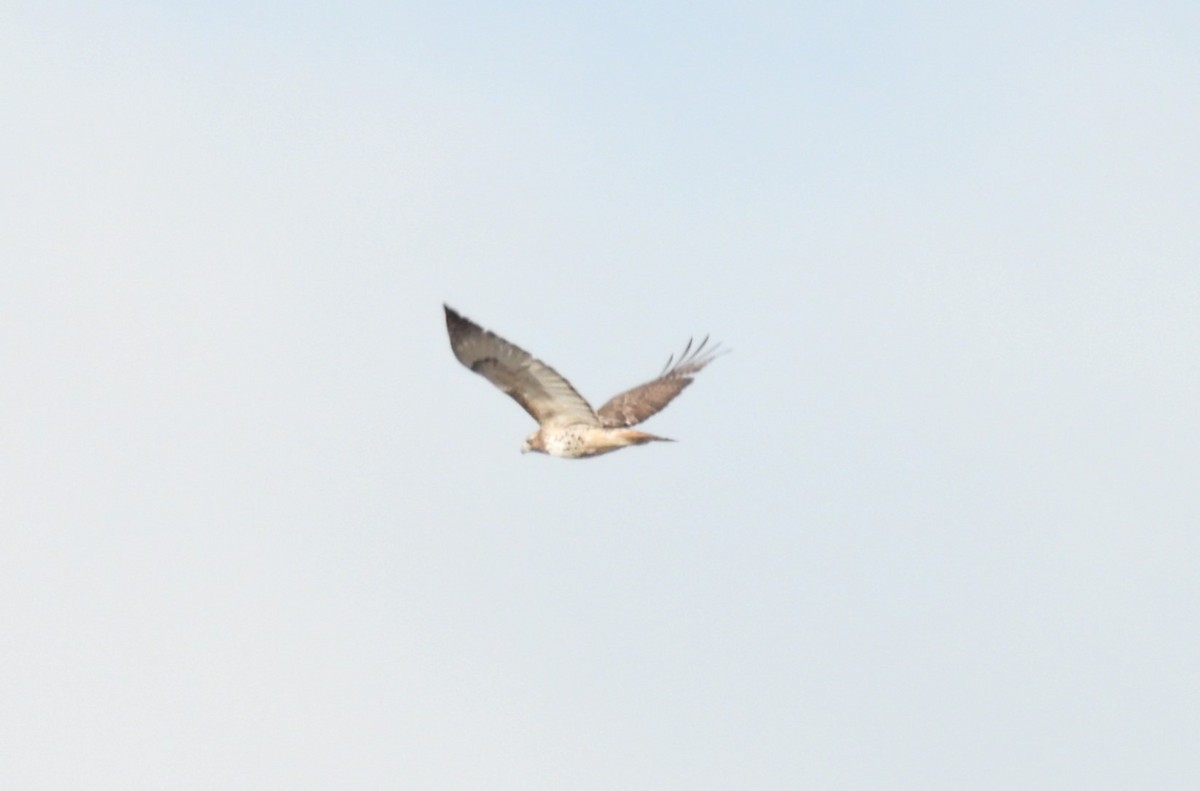 Red-tailed Hawk - ML610125846