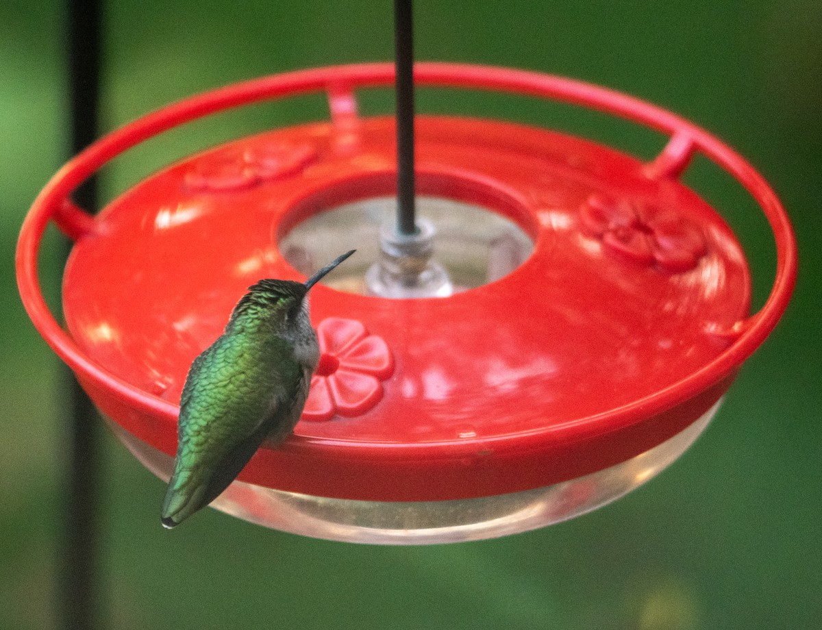 Ruby-throated Hummingbird - ML610127205