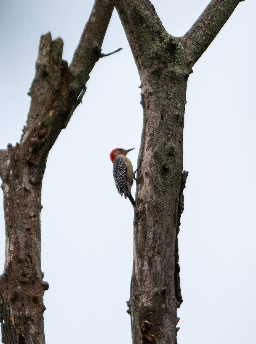 Red-bellied Woodpecker - ML610127249
