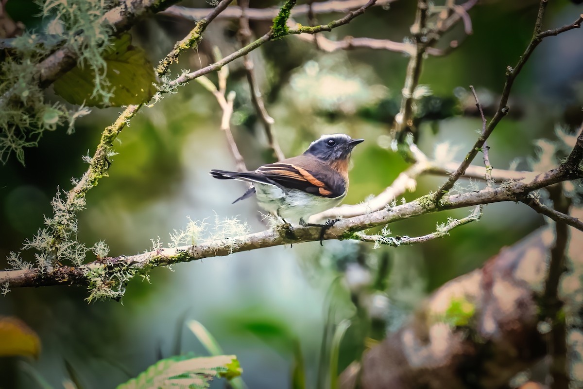 Rufous-breasted Chat-Tyrant - ML610127370