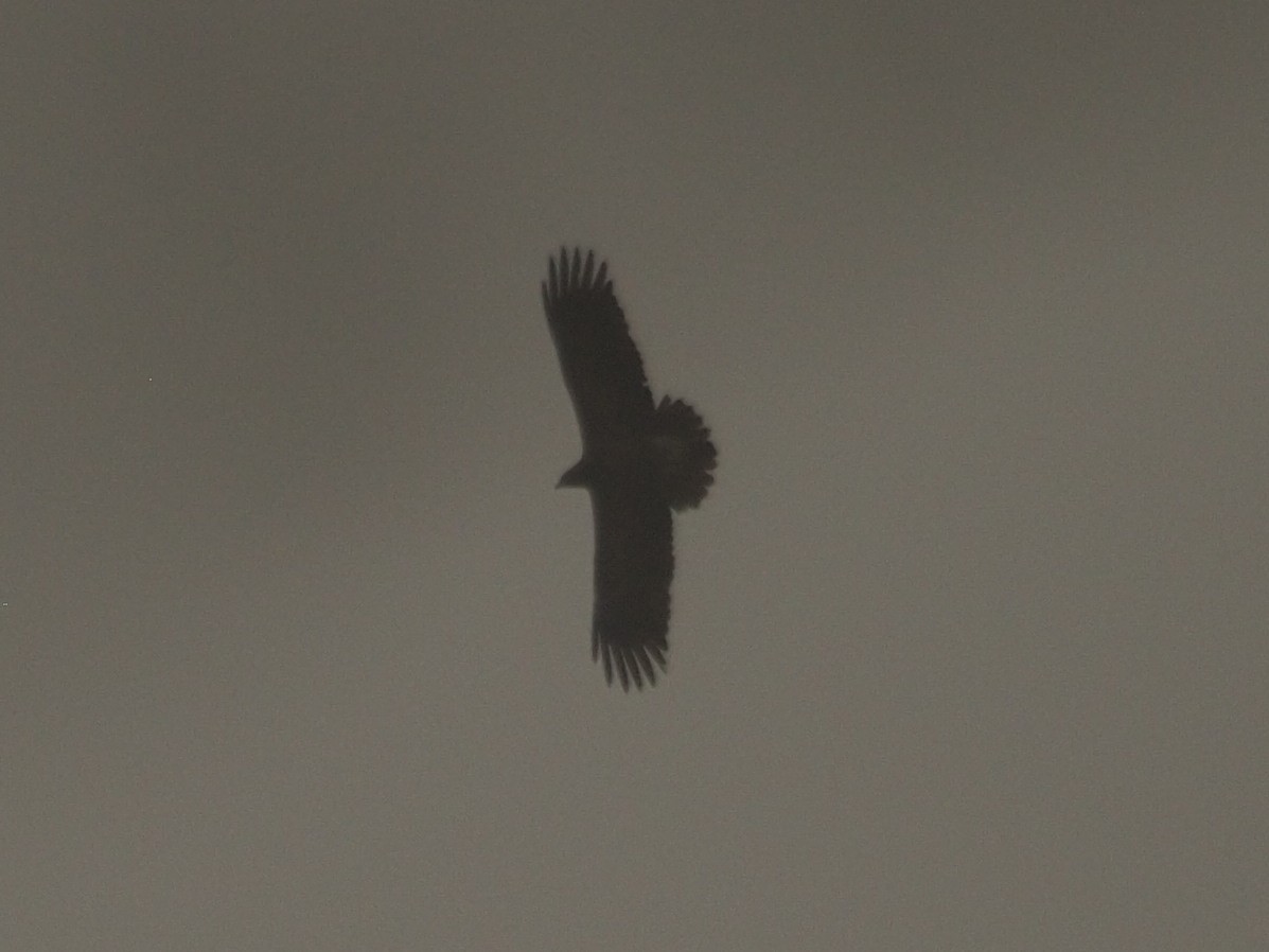 Lesser Spotted Eagle - ML610127967