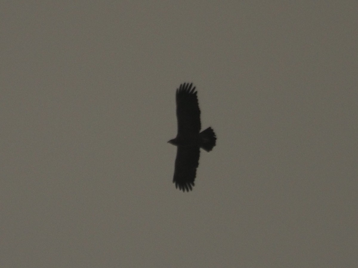 Lesser Spotted Eagle - Joshua Snodgrass