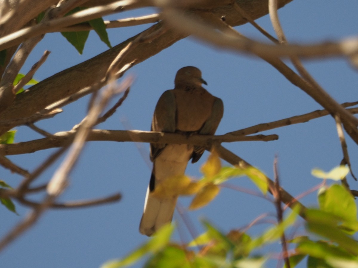 Laughing Dove - ML610127998