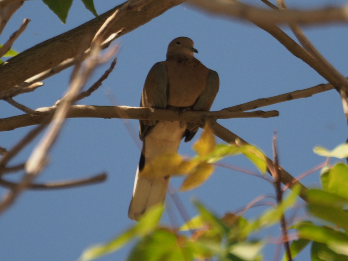 Laughing Dove - ML610127999