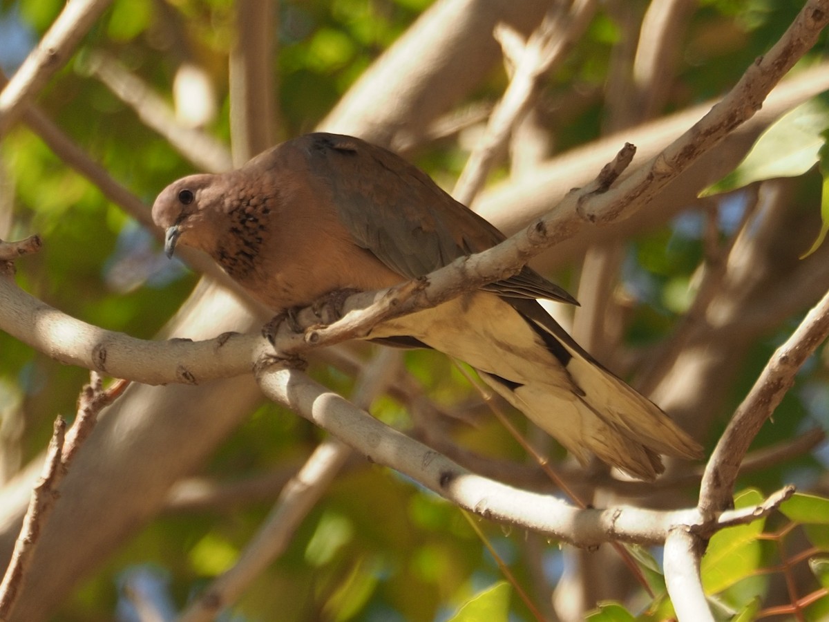 Laughing Dove - ML610128001