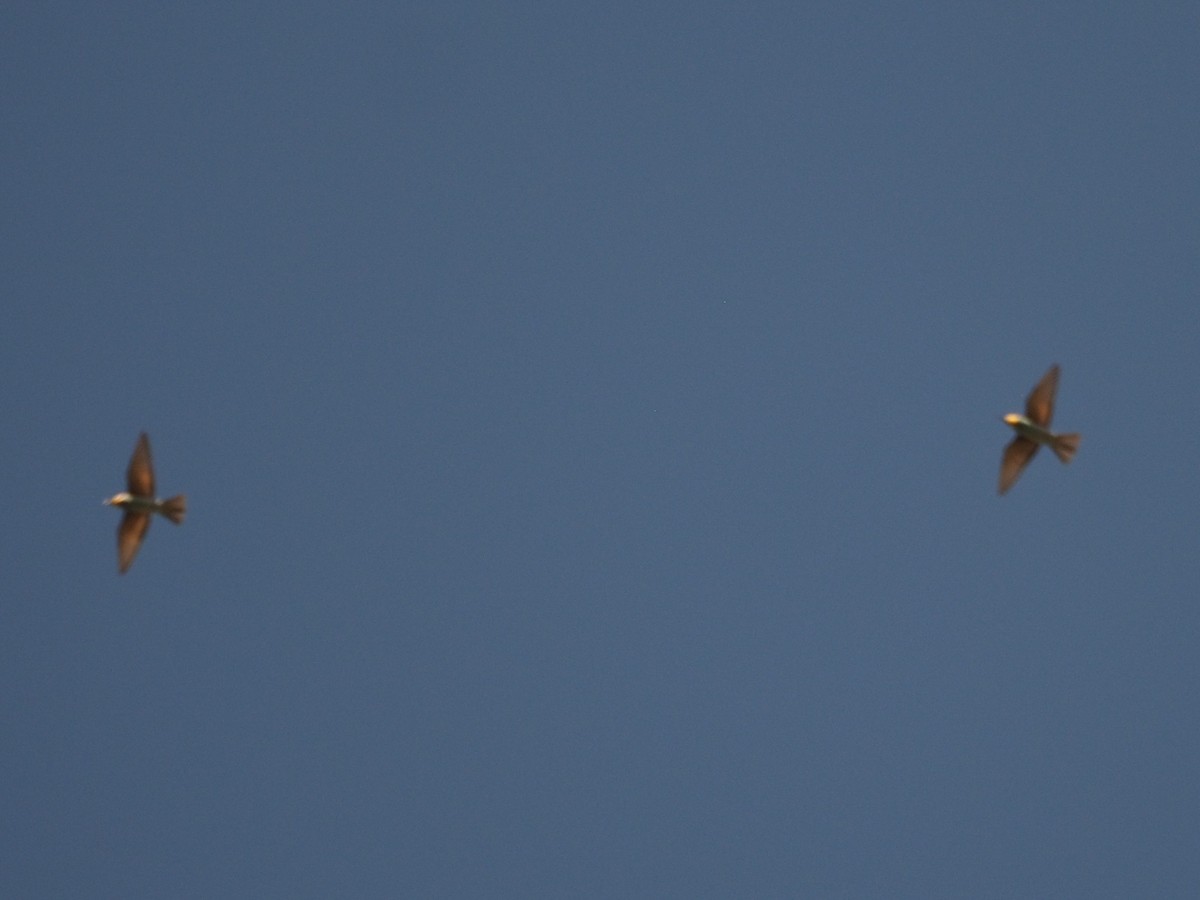 European Bee-eater - ML610128050