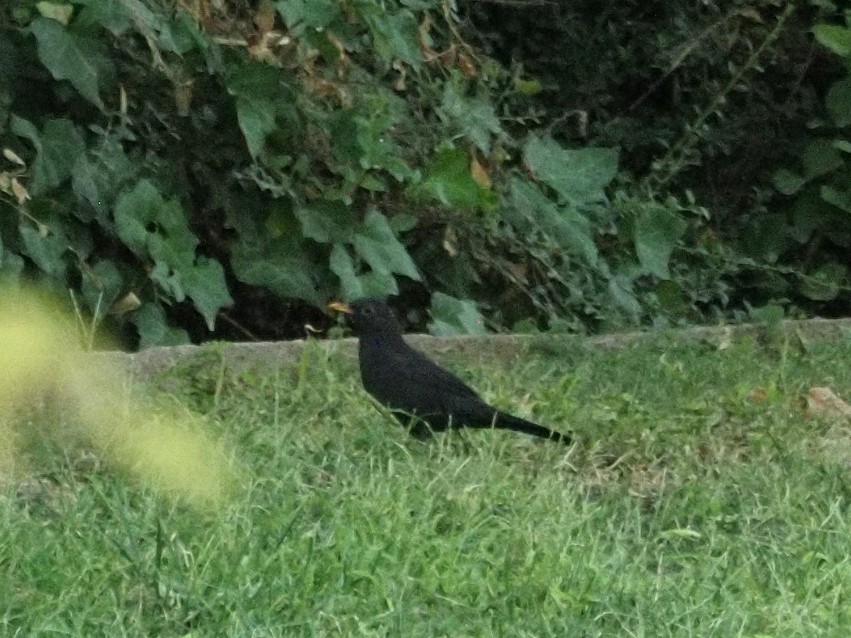 Eurasian Blackbird - ML610128103