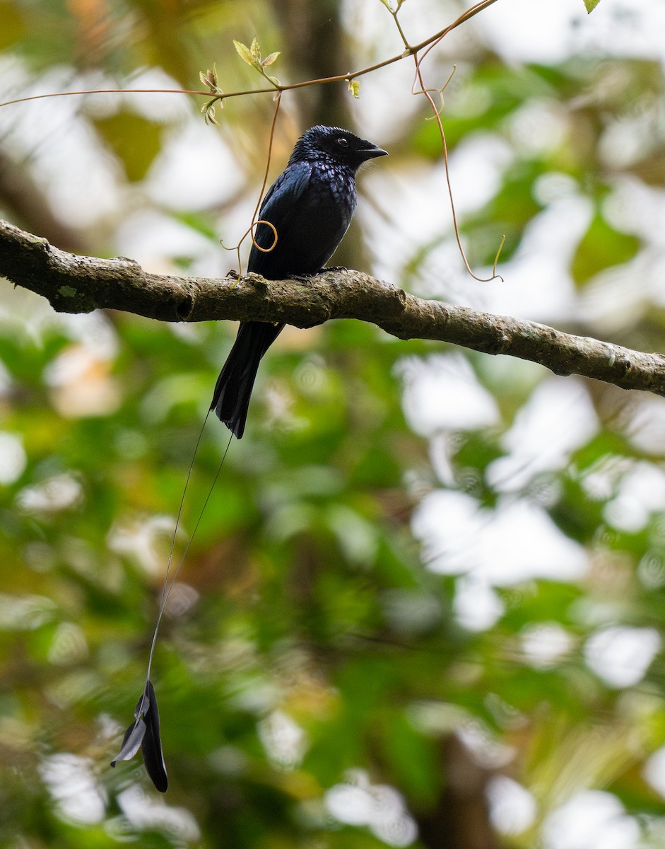 Lesser Racket-tailed Drongo - ML610128184