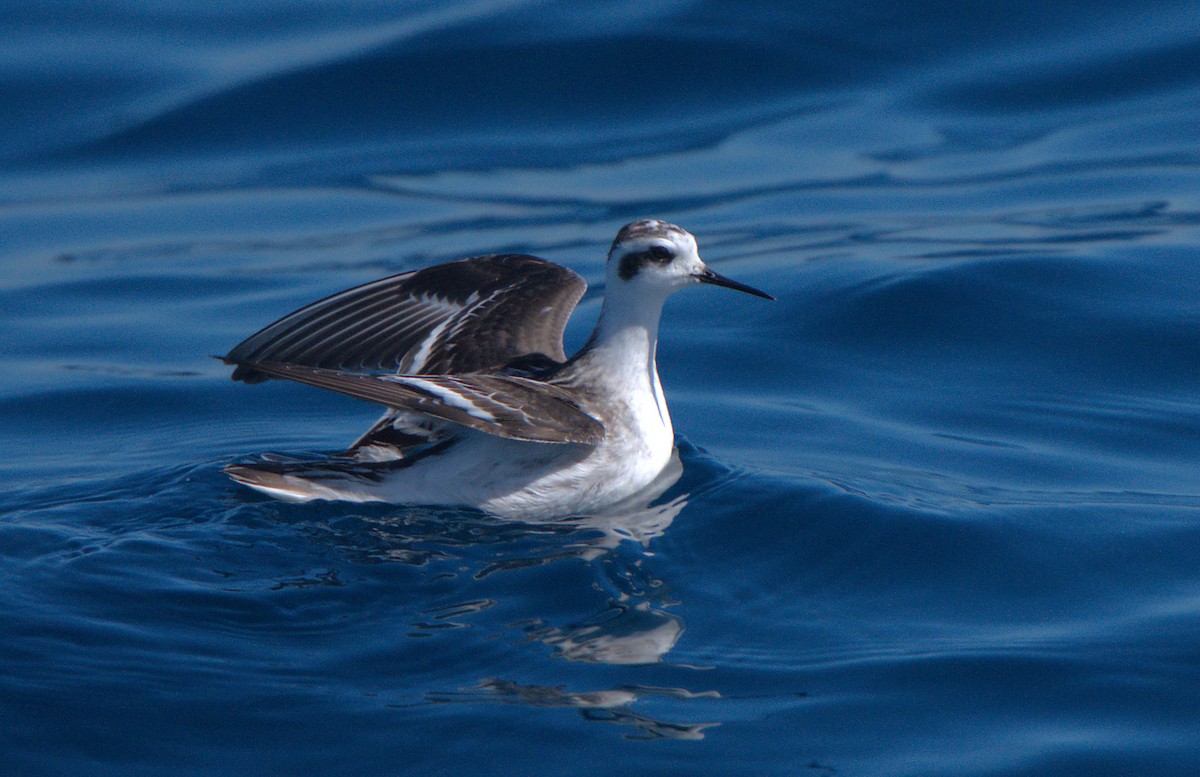 eBird Checklist - 7 Oct 2023 - Catalina Channel between Dana Point and ...