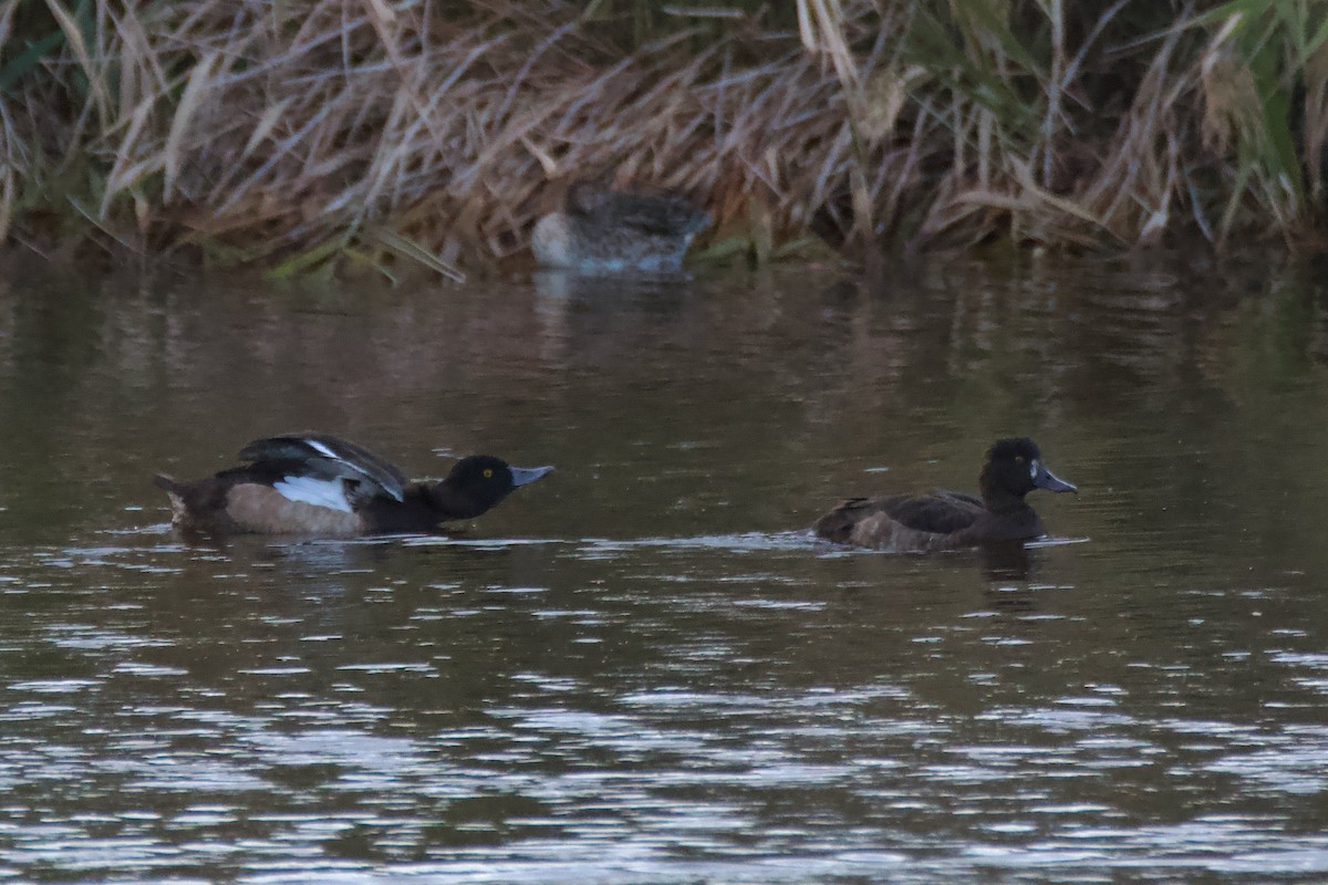 Tufted Duck - ML610128350