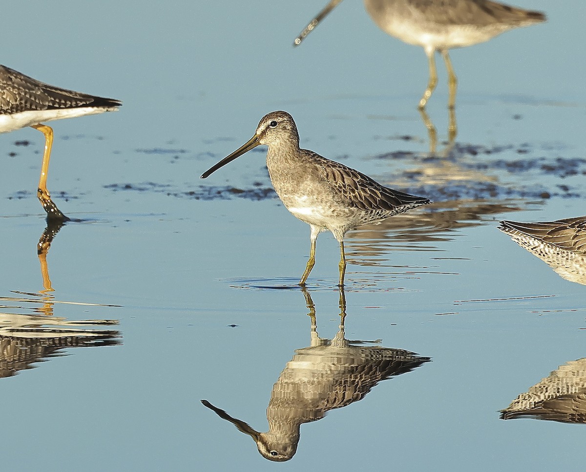 Long-billed Dowitcher - ML610128751