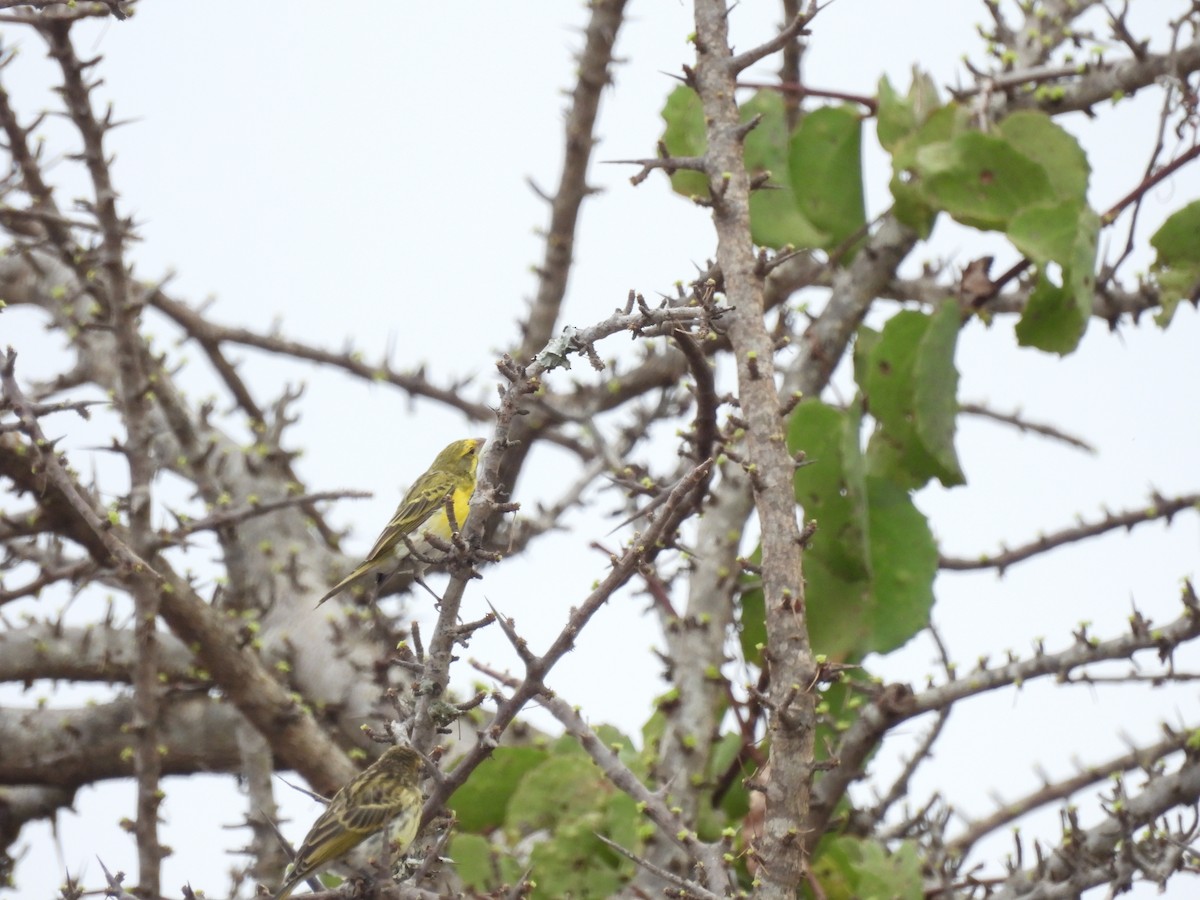 White-bellied Canary - ML610128989