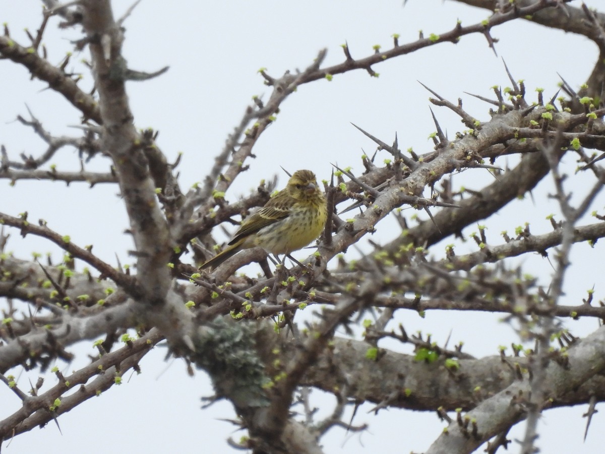 White-bellied Canary - ML610128998