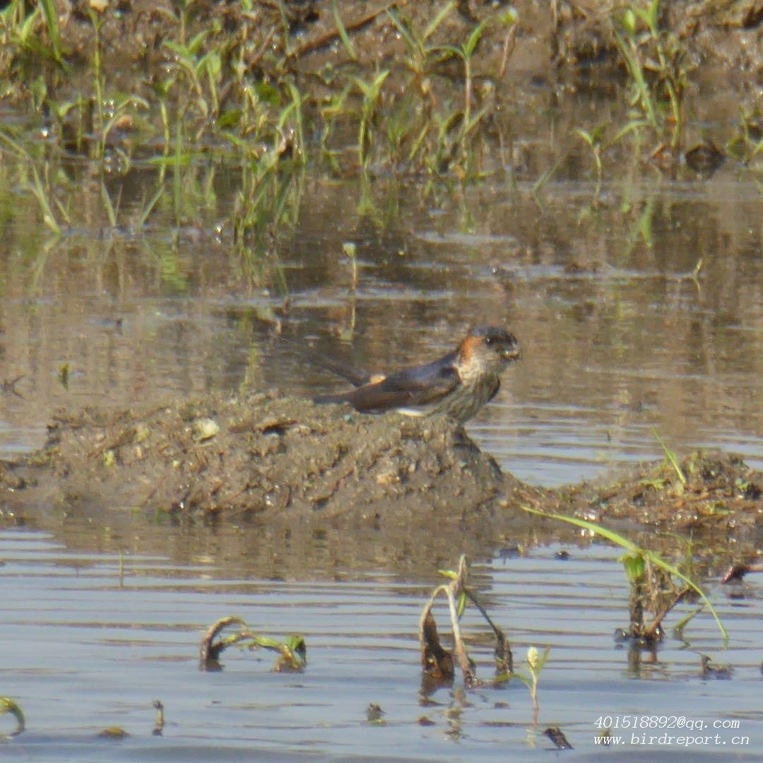 Red-rumped Swallow - ML610129370