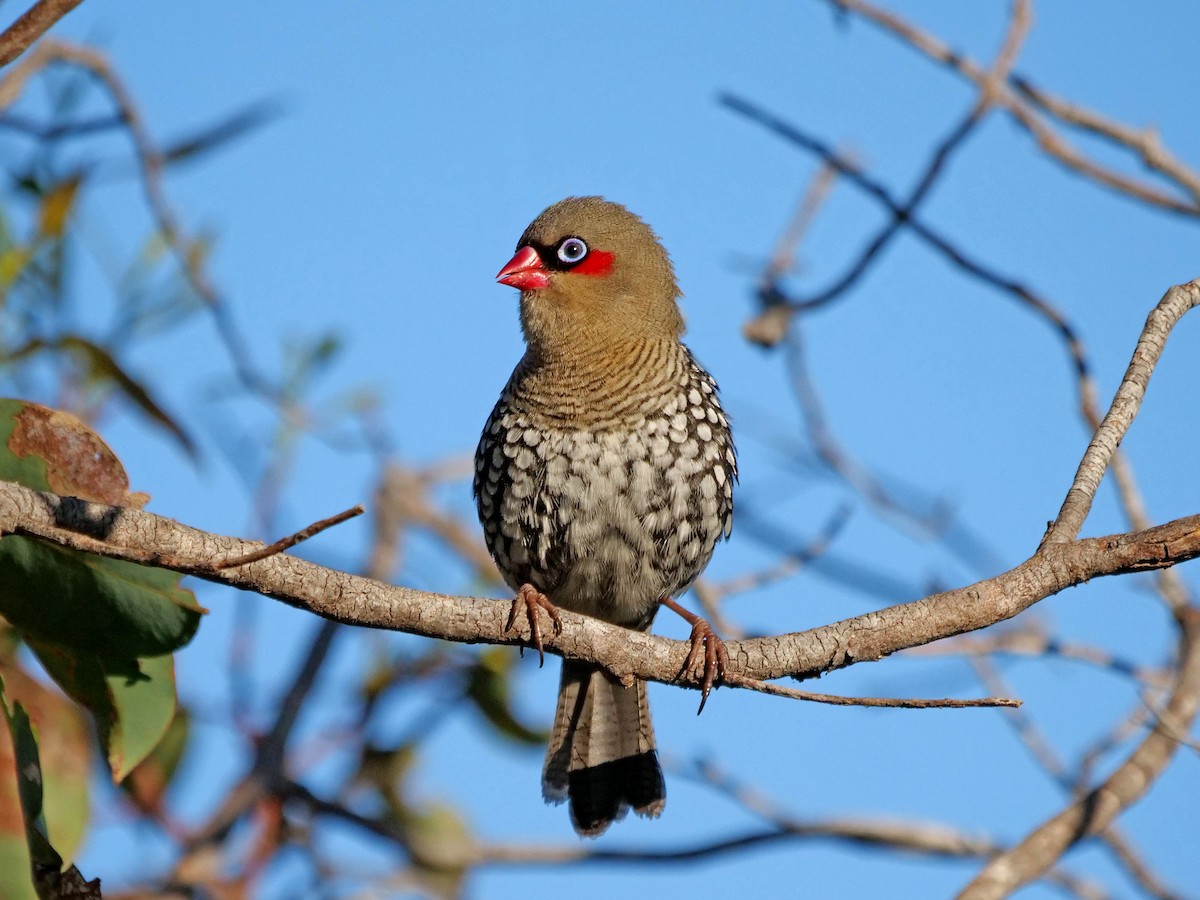 Red-eared Firetail - ML610129600