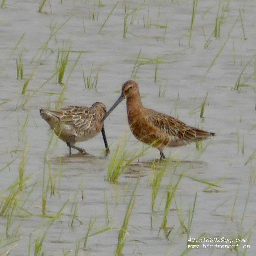 Asian Dowitcher - ML610129777