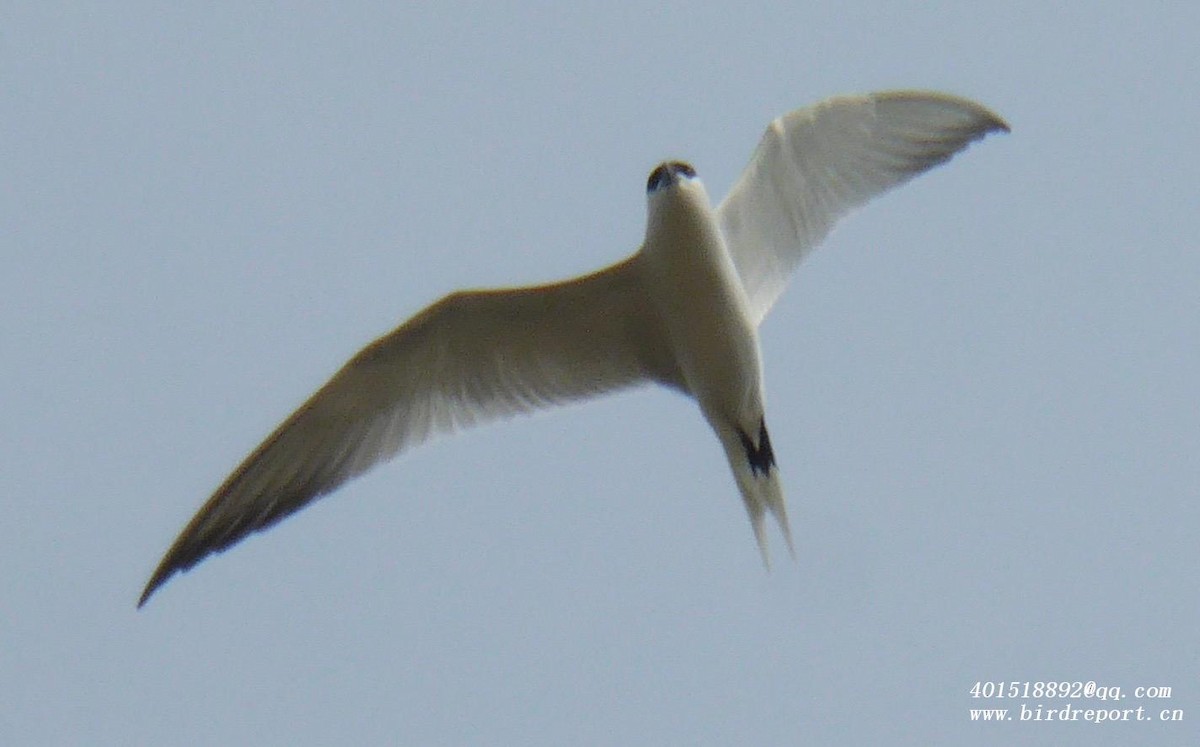 Gull-billed Tern - ML610129779