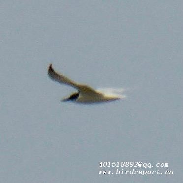 Gull-billed Tern - ML610129781