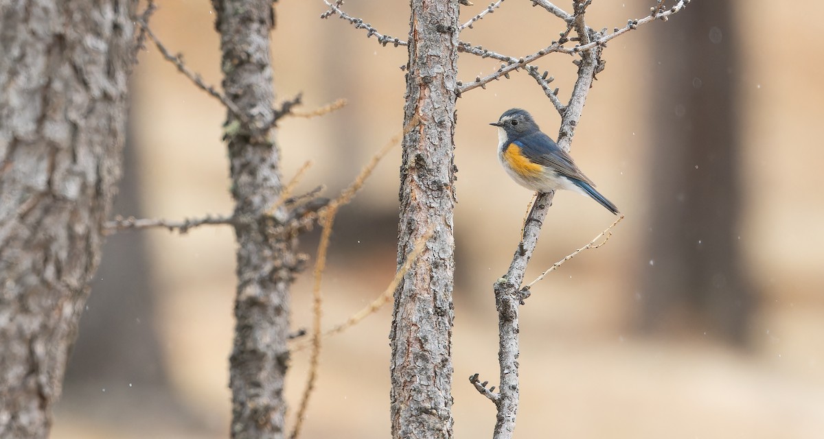 Red-flanked Bluetail - ML610130382