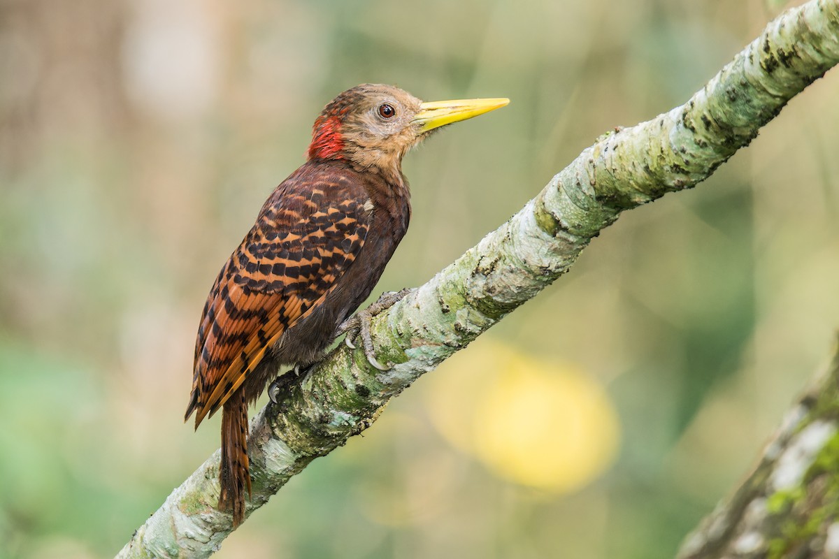 Bay Woodpecker - Wich’yanan Limparungpatthanakij