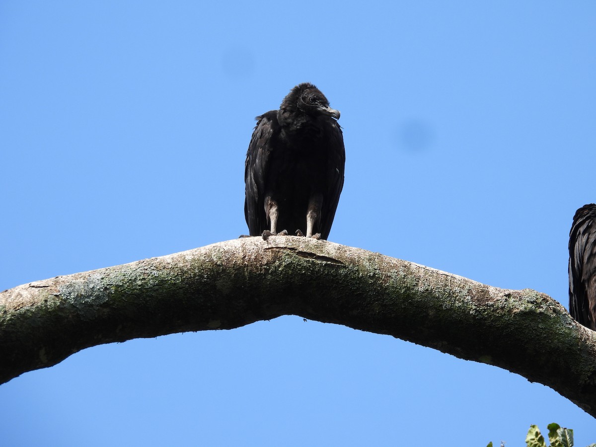 Black Vulture - ML610130694