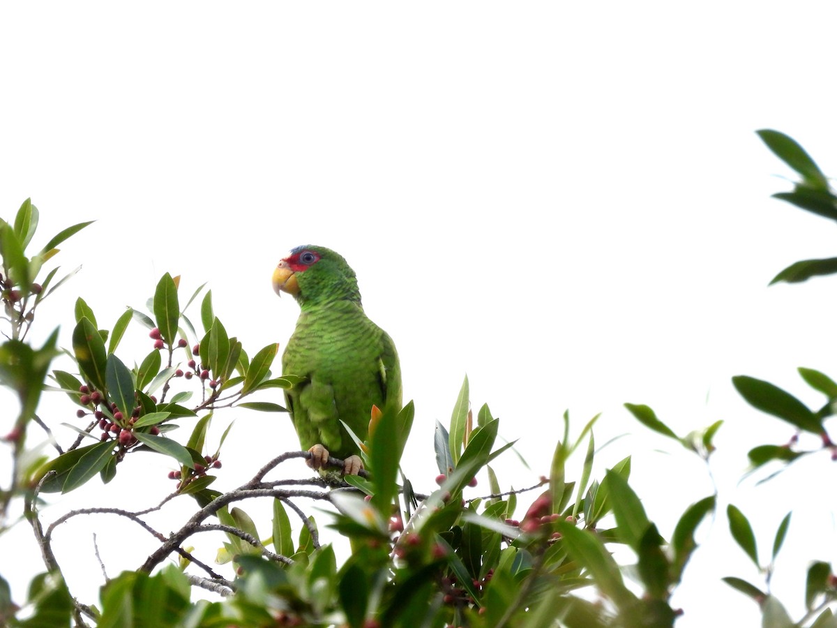 White-fronted Parrot - ML610130700