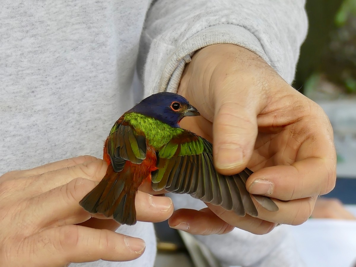 Painted Bunting - ML610131047