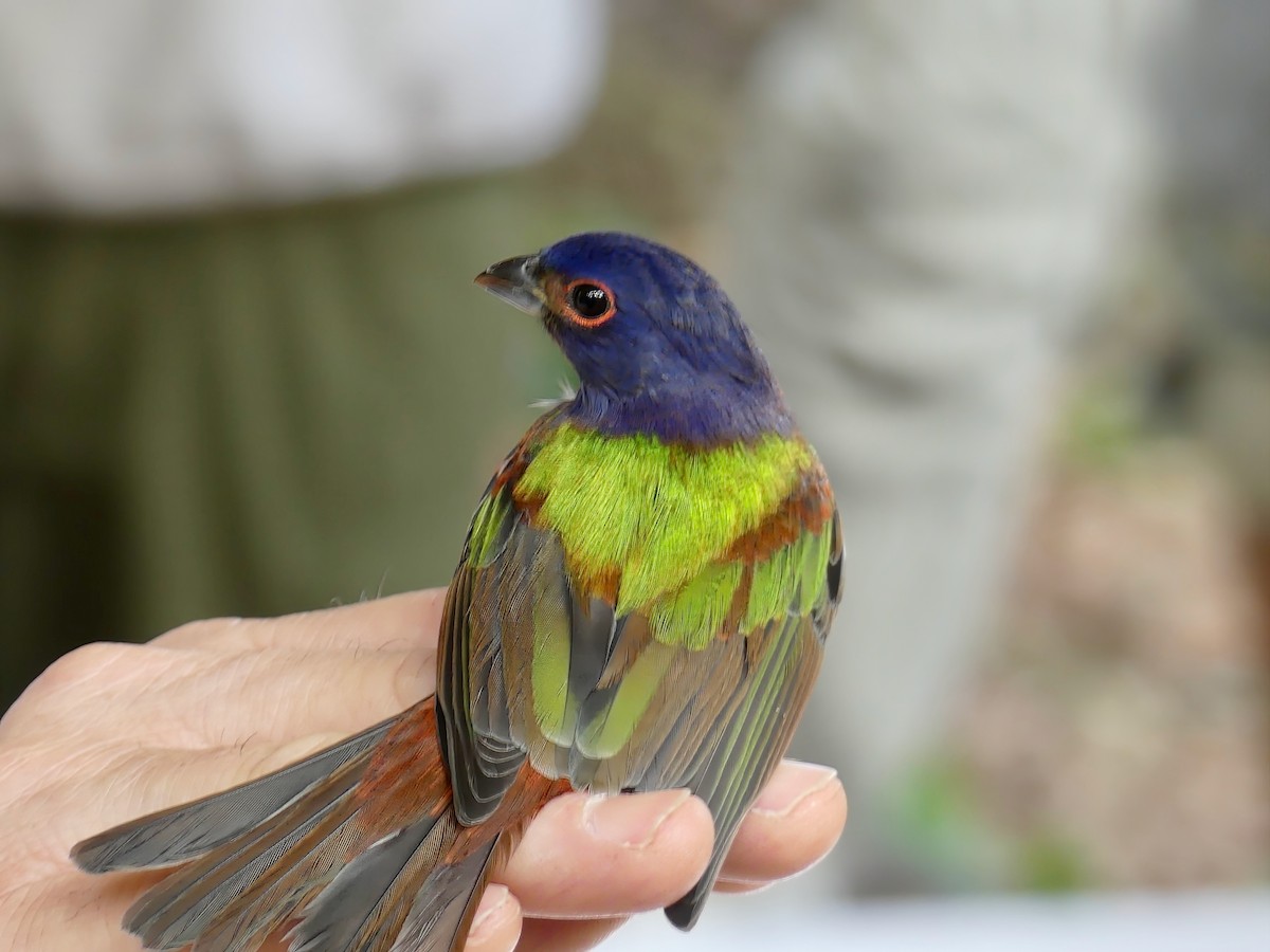 Painted Bunting - ML610131048