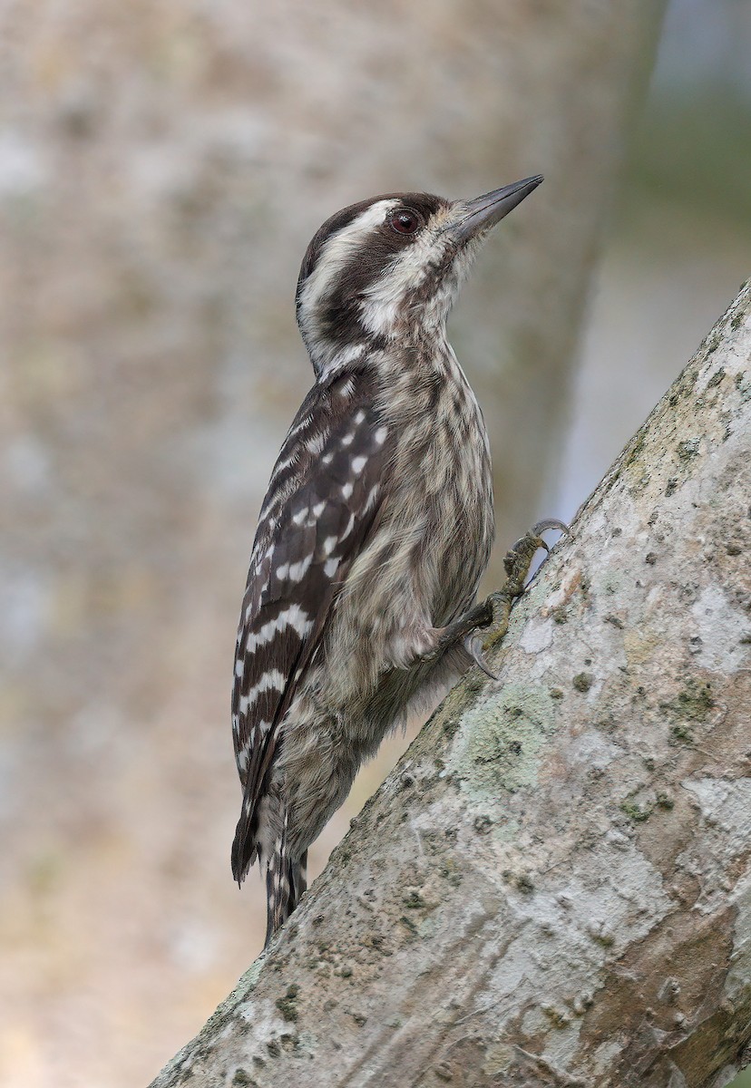 Sunda Pygmy Woodpecker - ML610131117