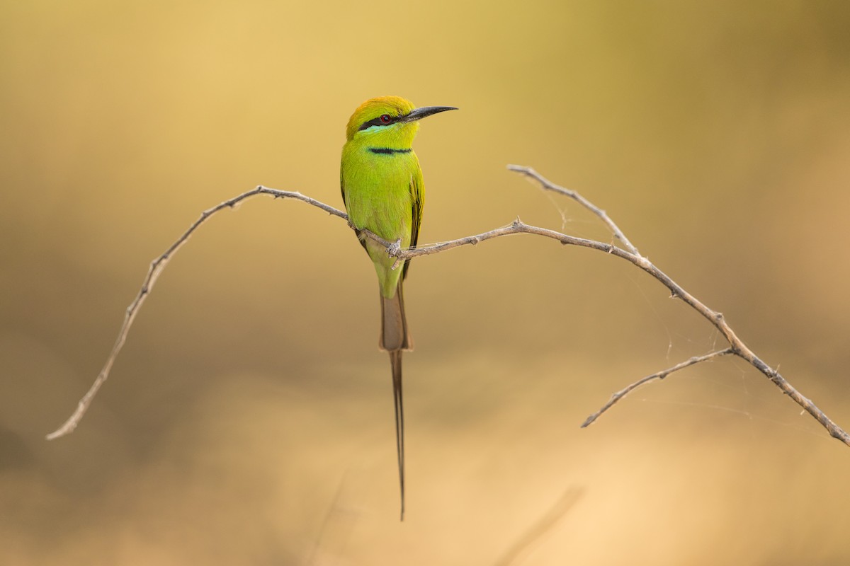 African Green Bee-eater - ML610131133