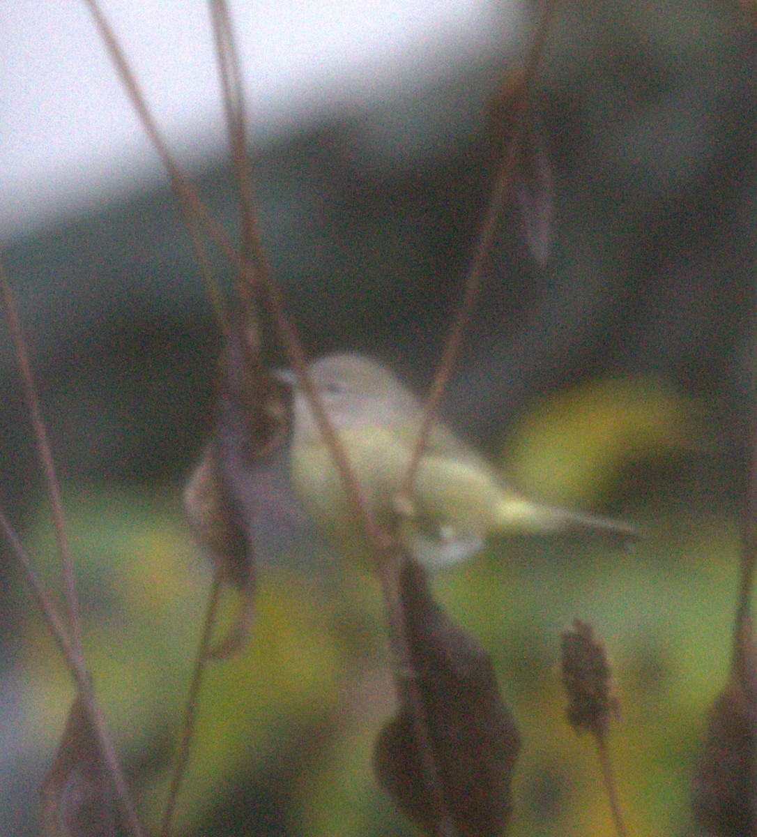 lesňáček hvězdičkový (ssp. celata/orestera) - ML610131384