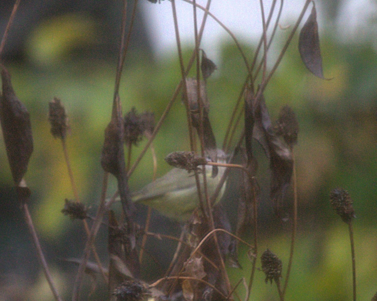 Orange-crowned Warbler (Gray-headed) - ML610131385