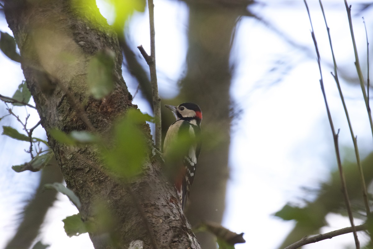 Great Spotted Woodpecker (Great Spotted) - ML610131971
