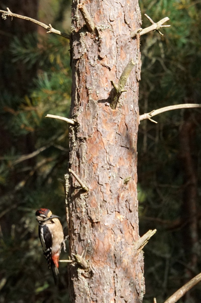 Great Spotted Woodpecker - ML610132093