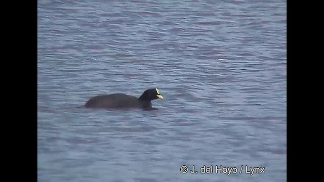 Red-gartered Coot - ML610132136
