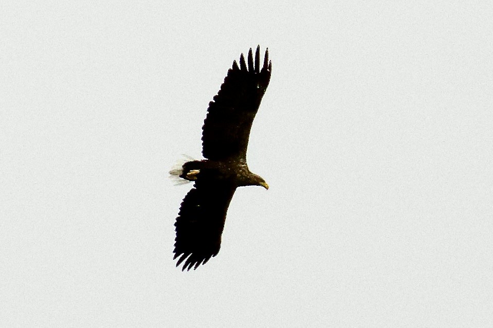 White-tailed Eagle - ML610132367
