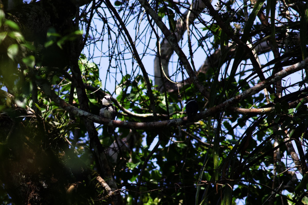 White-necked Puffbird - ML610132369