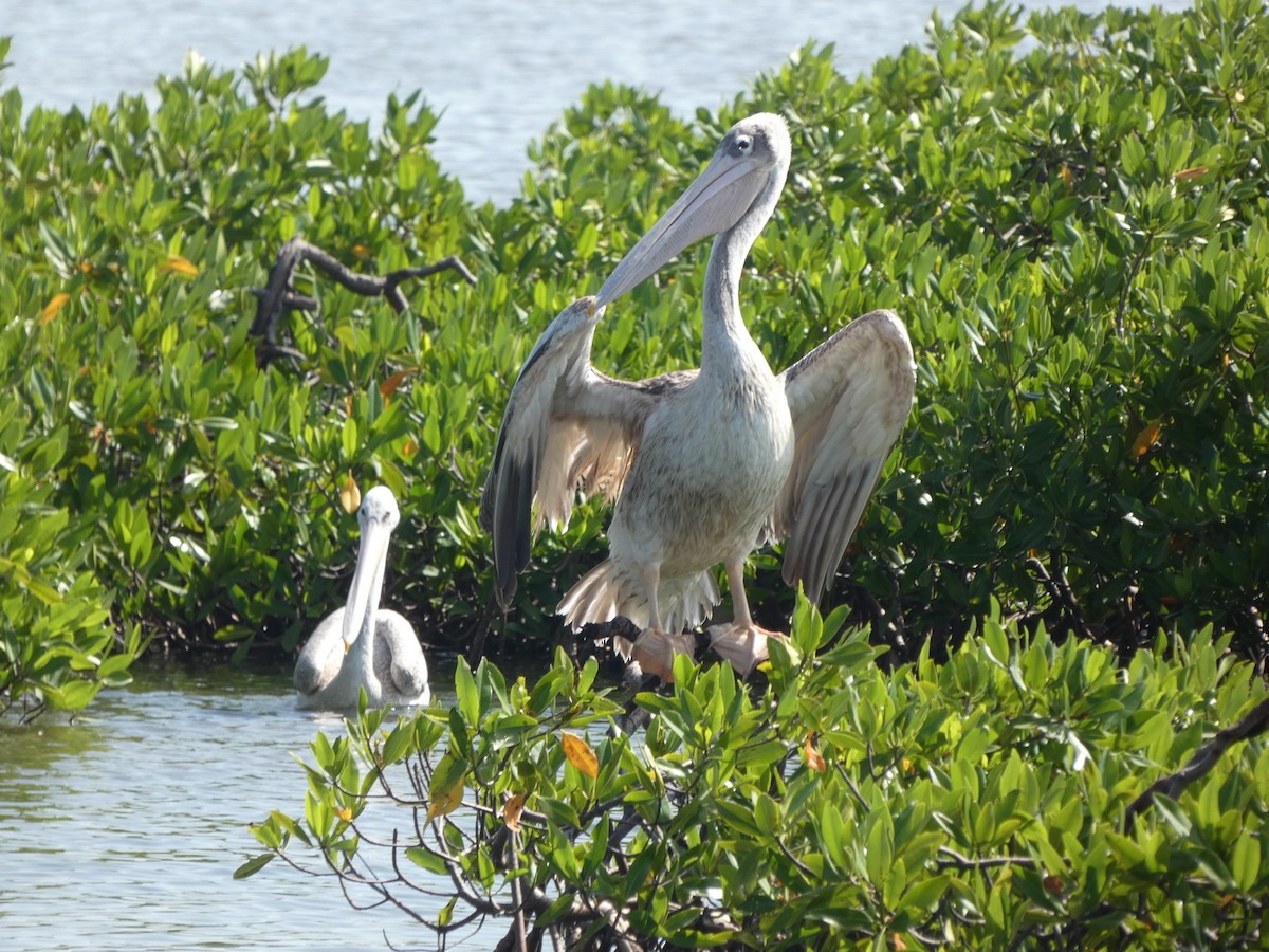 Pink-backed Pelican - ML610132457