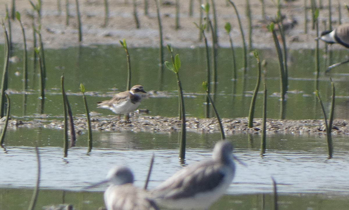 Common Ringed Plover - ML610132460