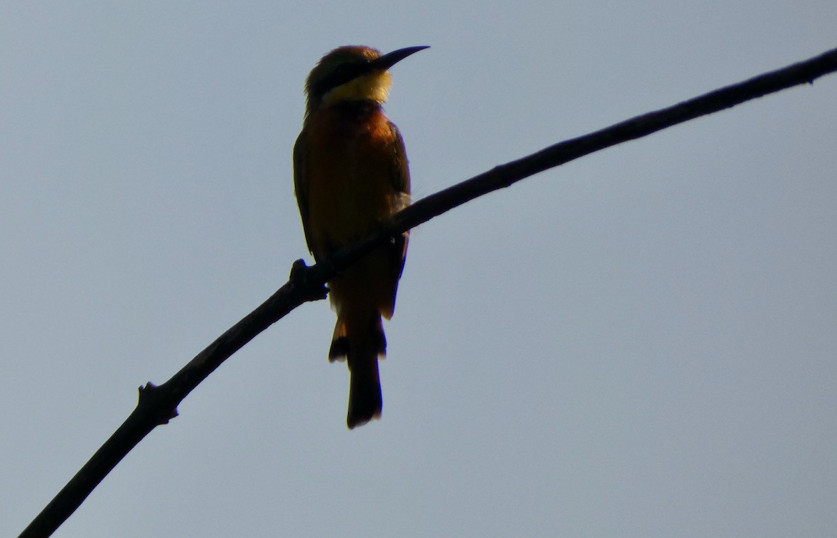 Little Bee-eater - ML610132484