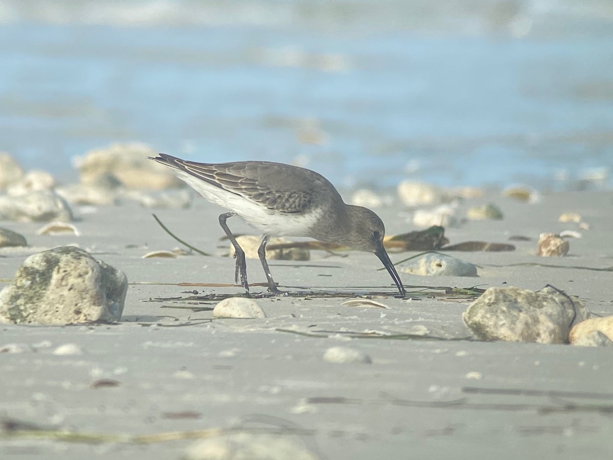 eBird Checklist 13 Oct 2023 Honeymoon Island SP 52 species (+1