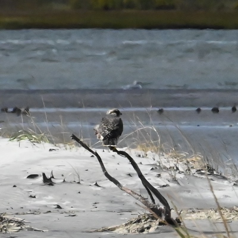 Peregrine Falcon (Tundra) - ML610133157