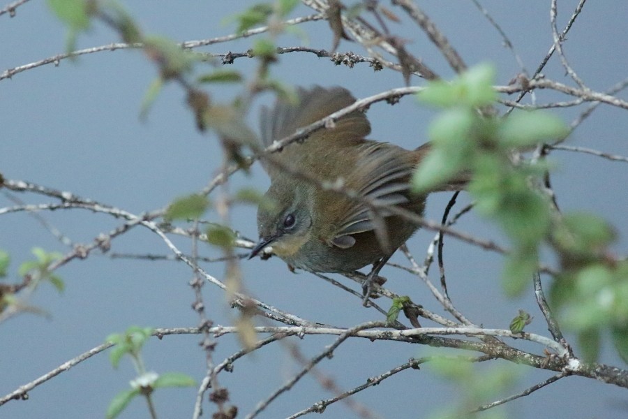 Sri Lanka Bush Warbler - ML610133439