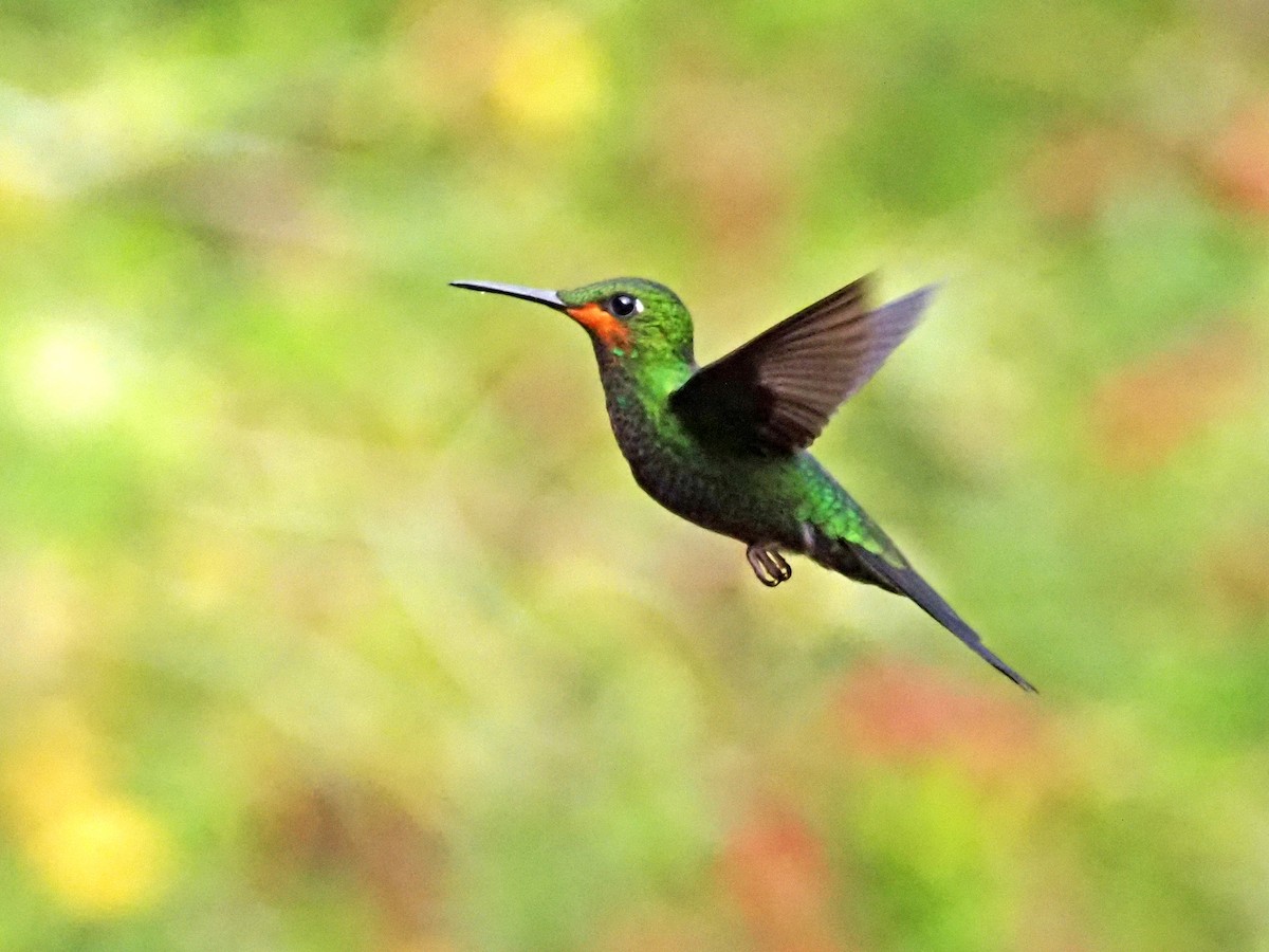 kolibřík subtropický - ML610133548