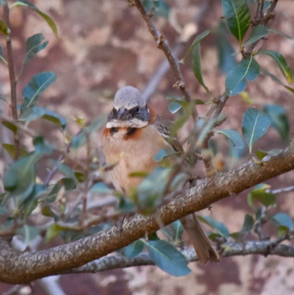 Rufous-collared Sparrow - Pia Minestroni