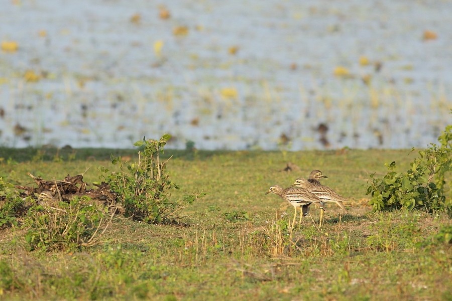 Indian Thick-knee - ML610133785