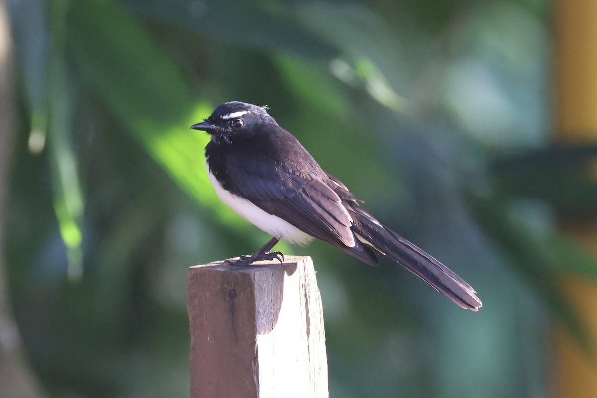 Willie-wagtail - ML610133985